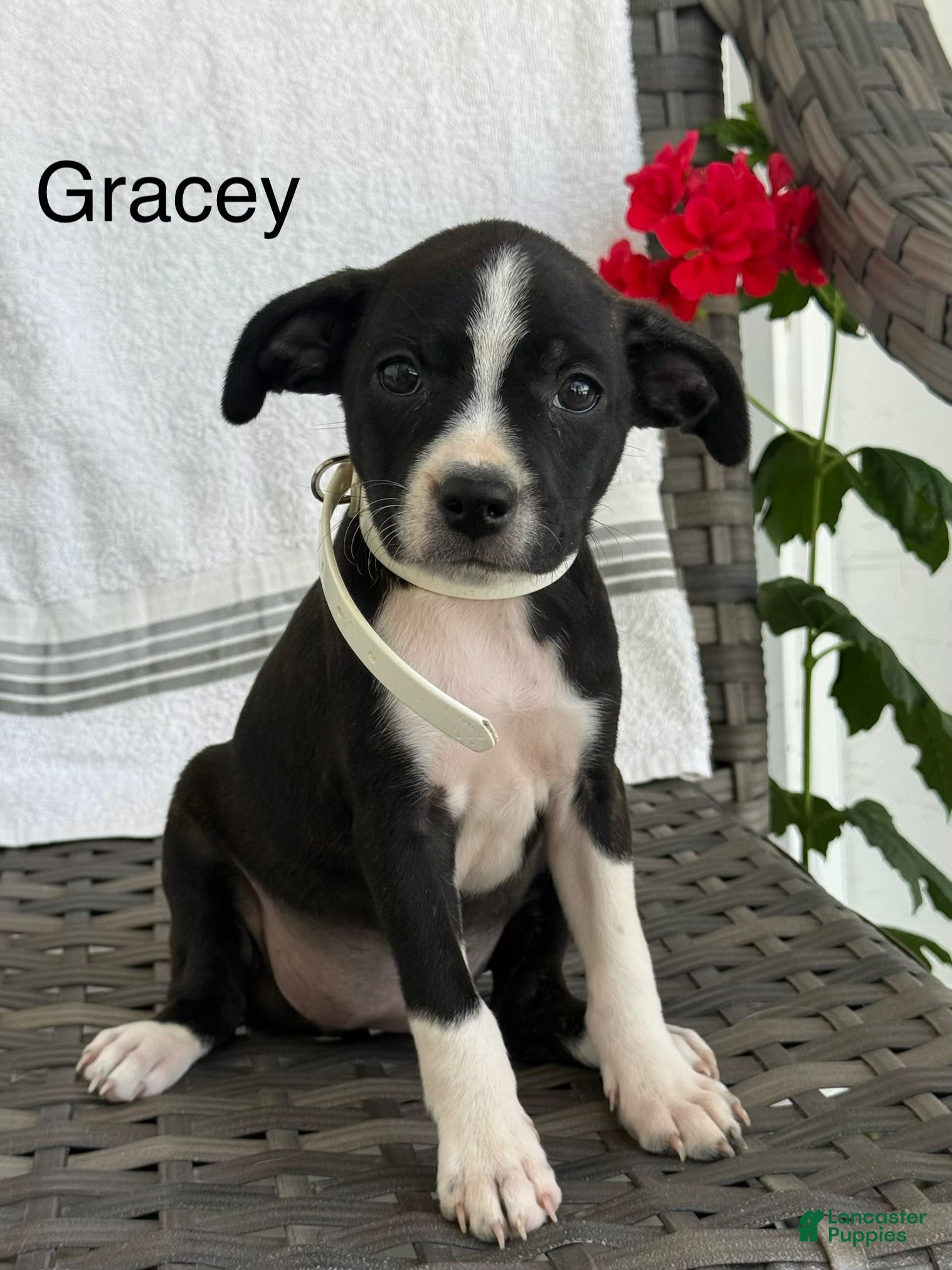 Mixed Breed dogs Gracey - Ad 1