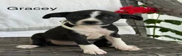 Mixed Breed dogs for sale: Gracey - Ad 1