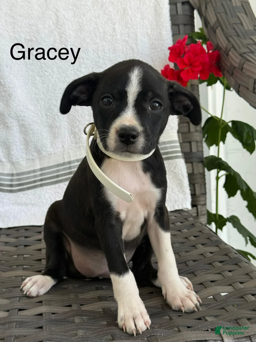Mixed Breed dogs for sale: Gracey - Ad 1