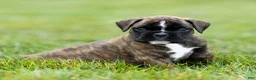 Boxer dogs for sale: Lucy Boxer Puppy  - Ad 8