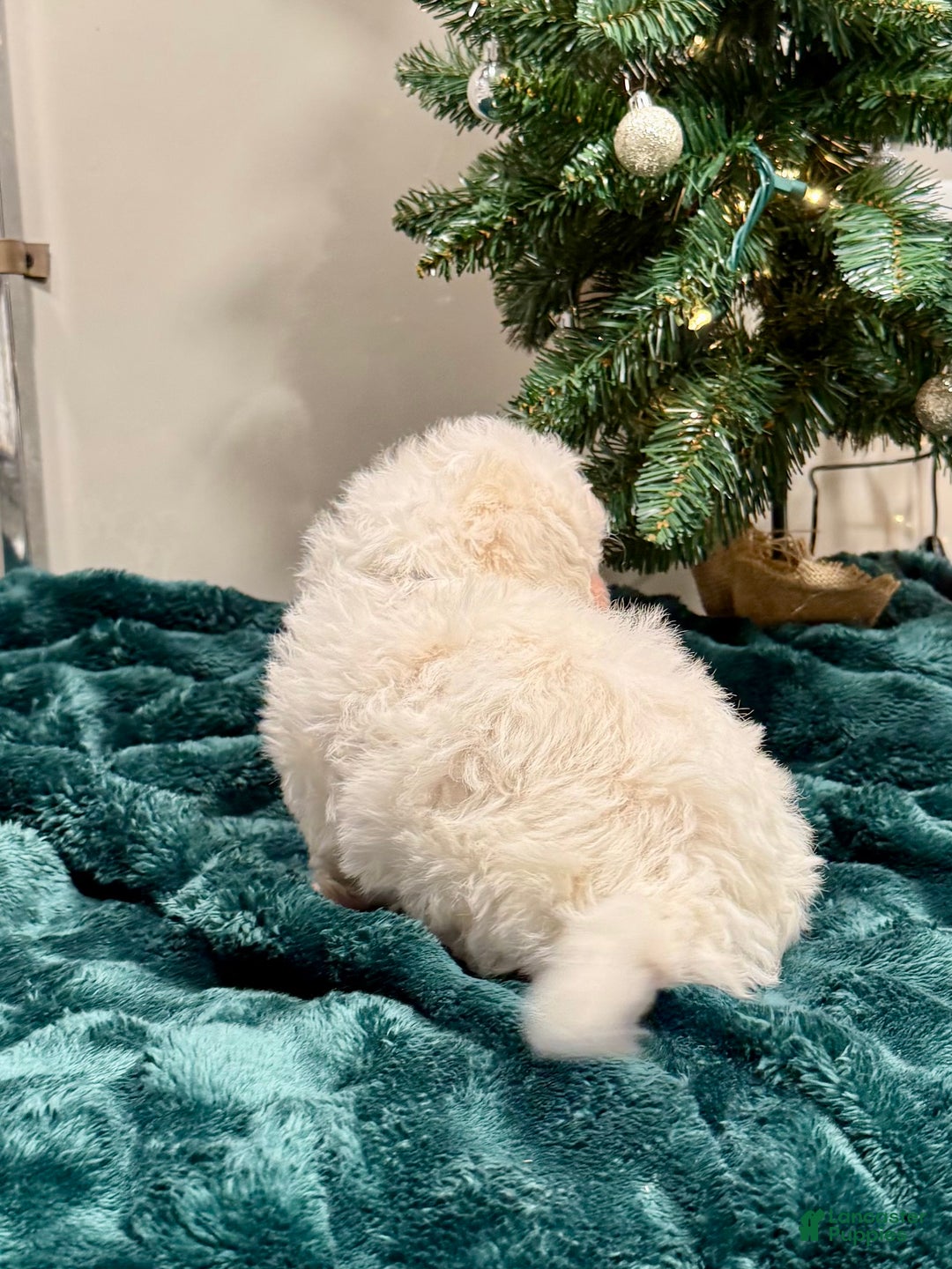 Bichon Frise dogs for sale: Carter ACA - Ad 7