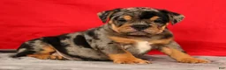 Beabull dogs for sale: Clark - Ad 9