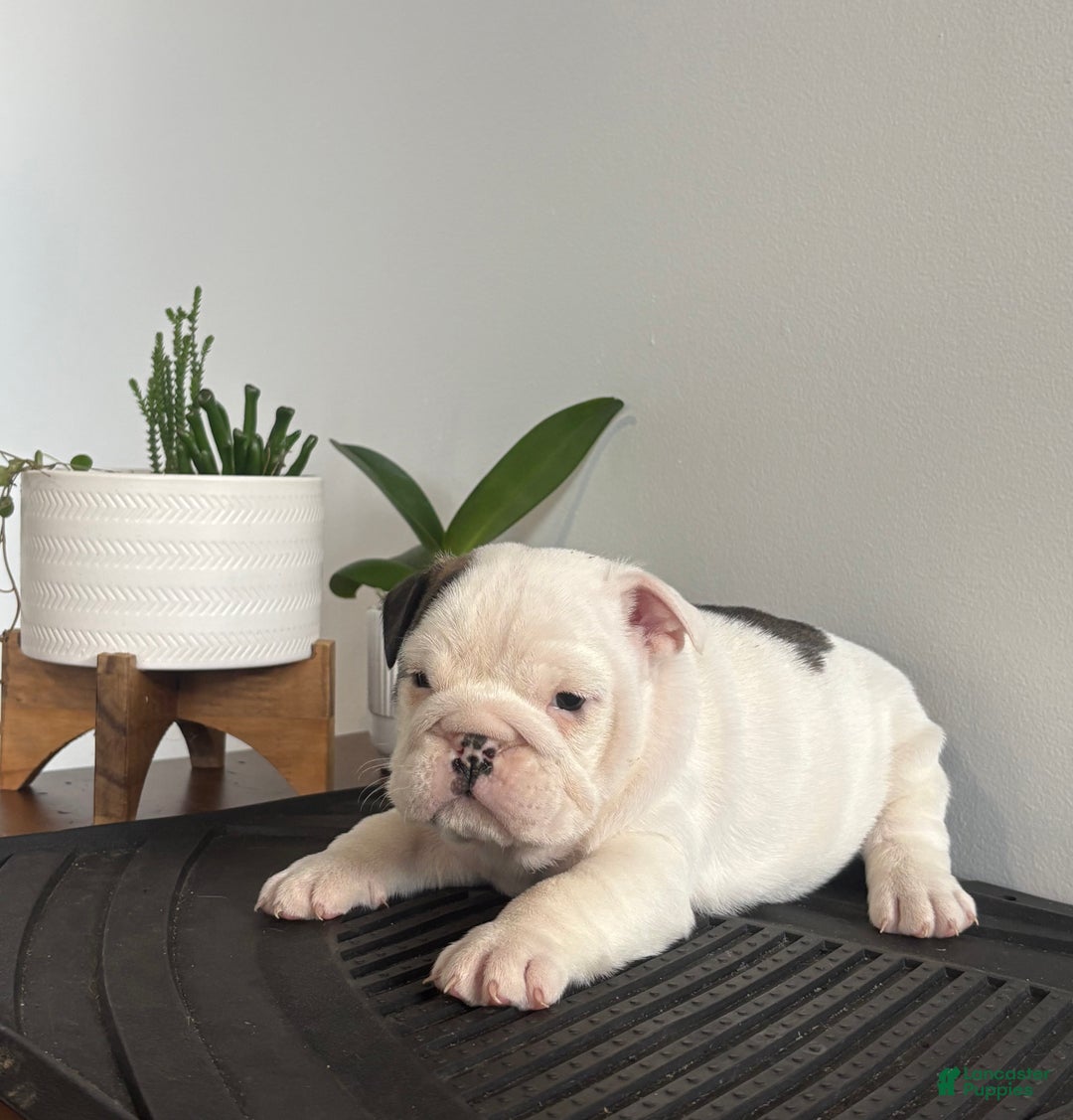 English Bulldog dogs for sale: Echo - Ad 3