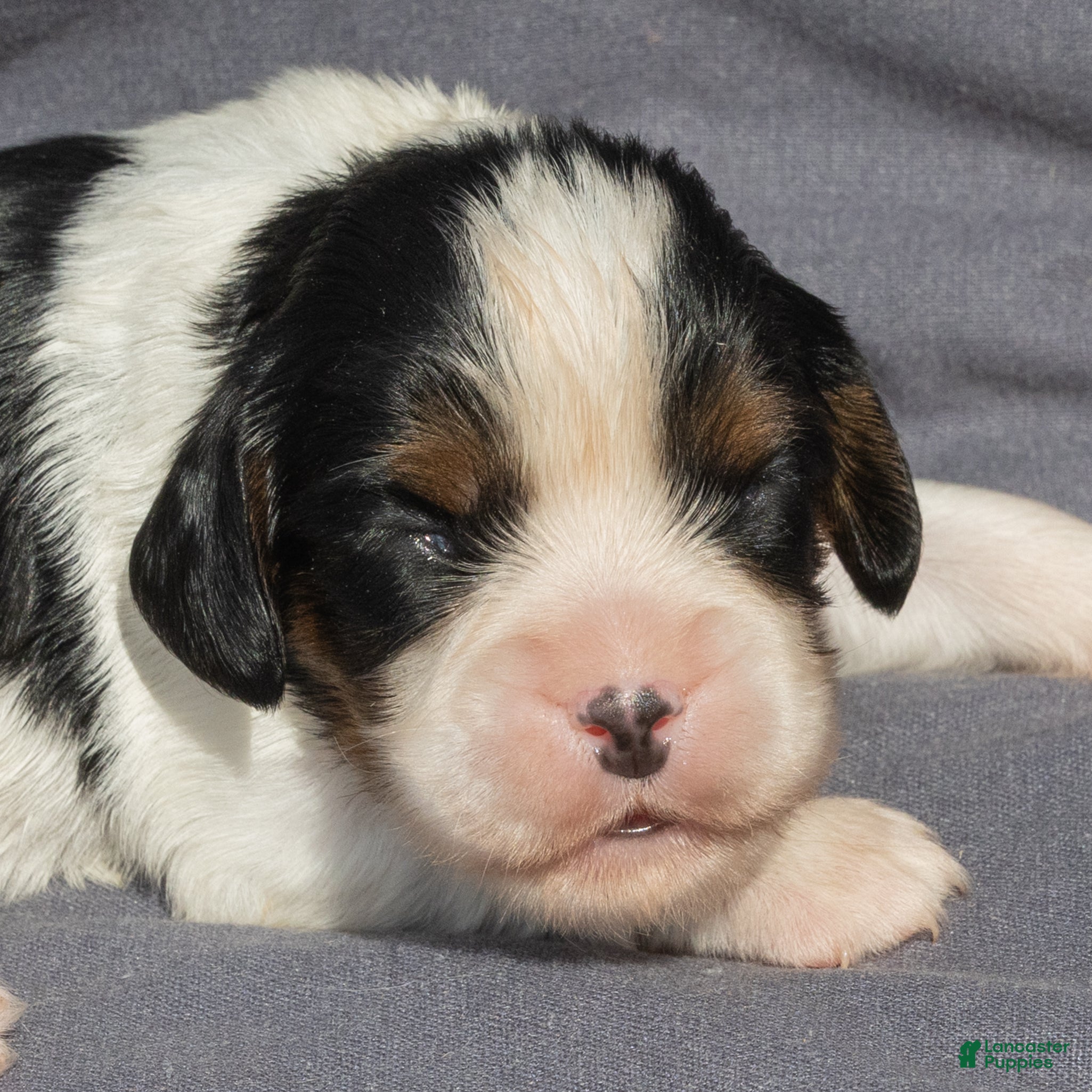 Cavalier King Charles Spaniel dogs Brian Cavalier King Charles Spaniel  - Ad 2