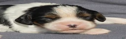 Cavalier King Charles Spaniel dogs for sale: Brian Cavalier King Charles Spaniel  - Ad 2