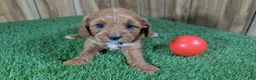 Cavapoo dogs for sale: Harlow Girl 1 - Ad 3