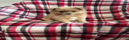 Mixed Breed dogs for sale: Ho-Joe - Ad 4
