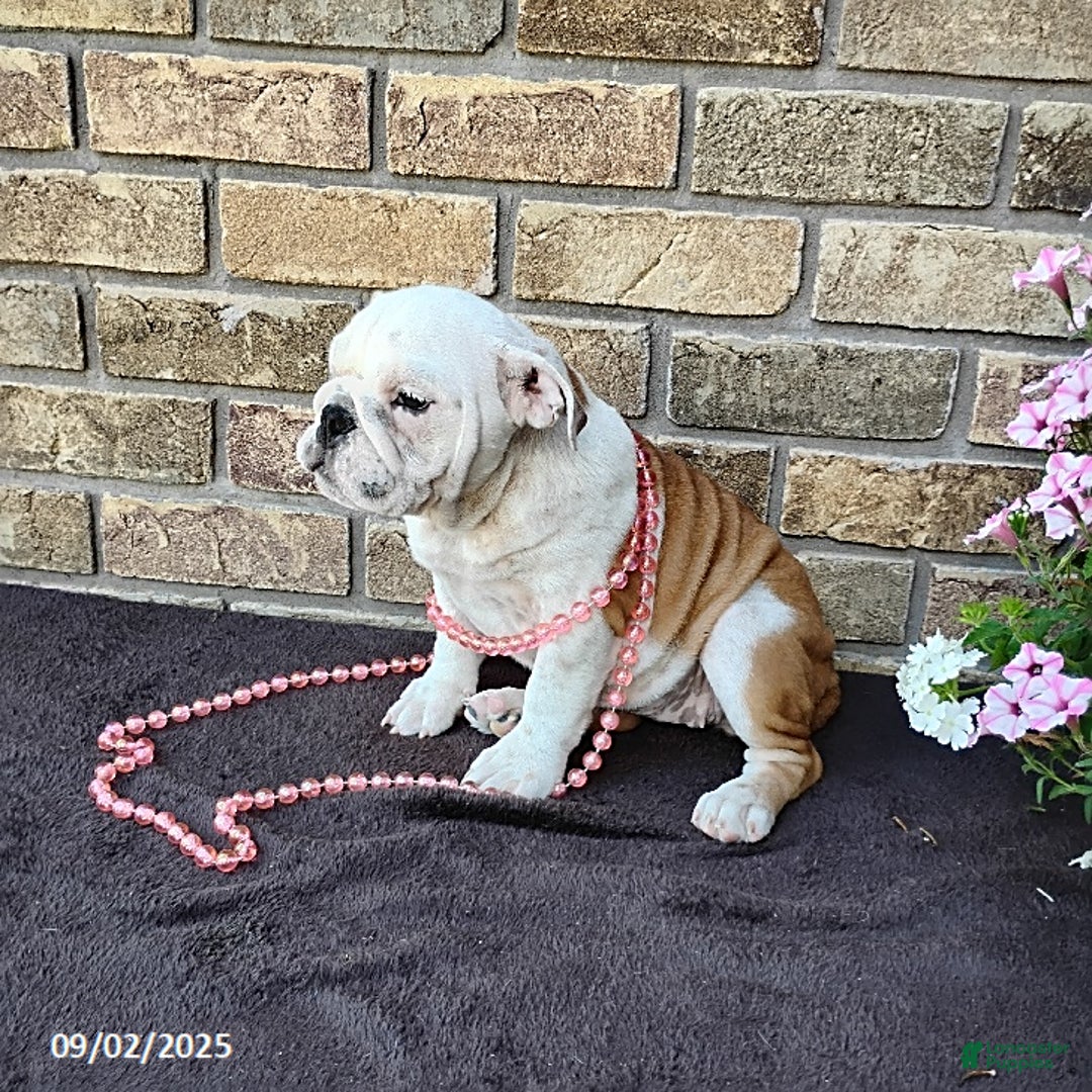 English Bulldog dogs for sale: Rolita - Ad 12