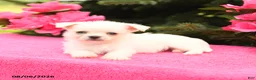 Mixed Breed dogs for sale: Tucker - Ad 3