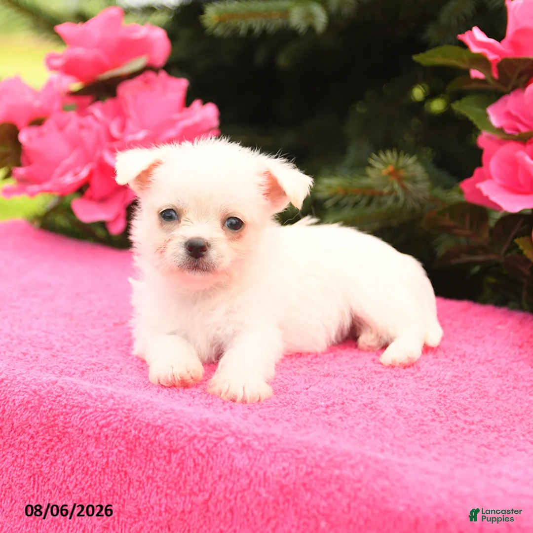 Mixed Breed dogs for sale: Tucker - Ad 3