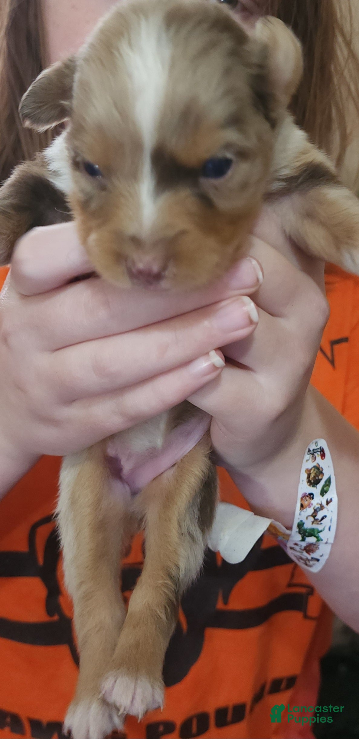 Australian Shepherd dogs Australian Shepherd Red Merle Female 2 - Ad 1