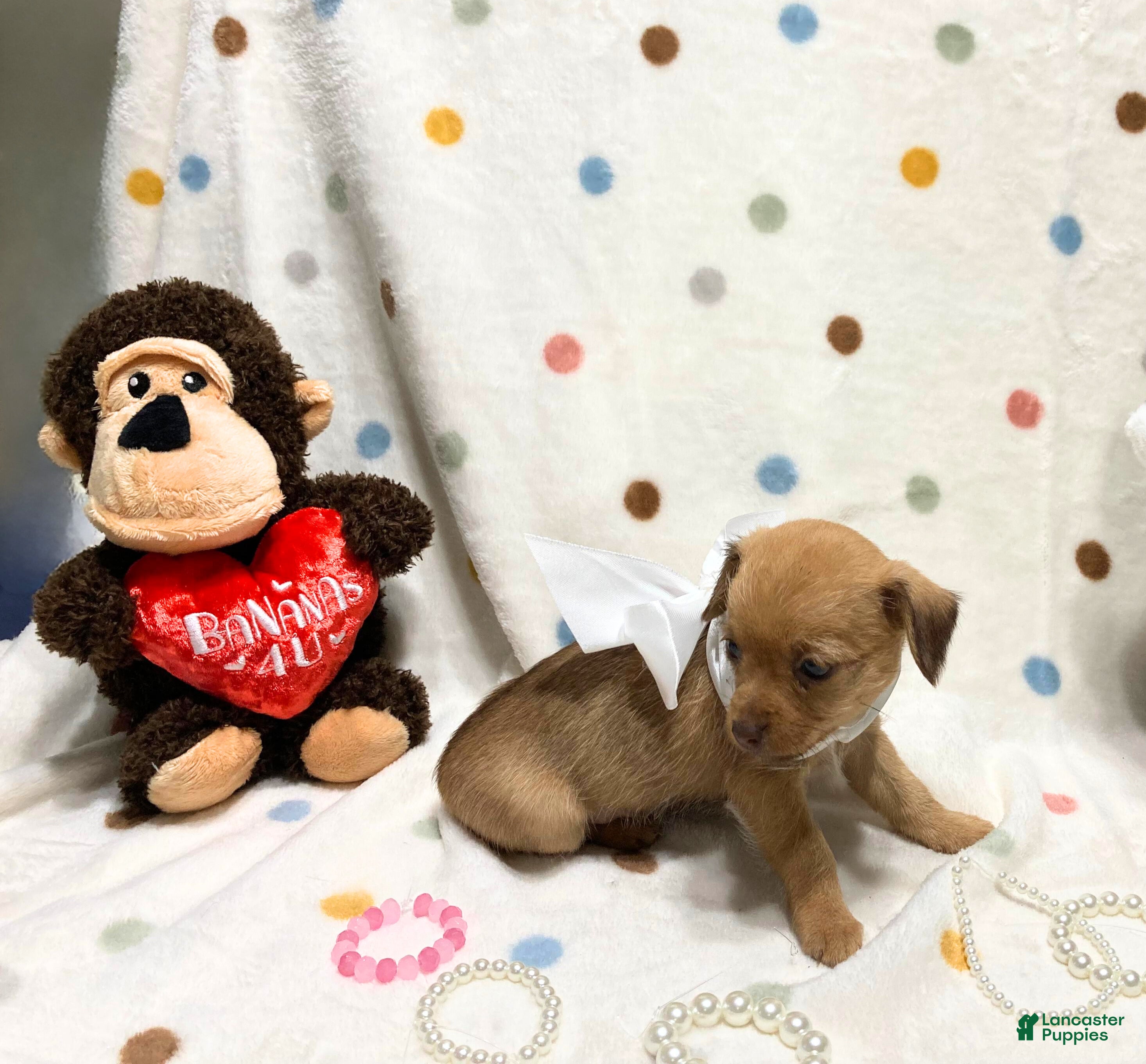 Chihuahua dogs Gigi - Ad 14