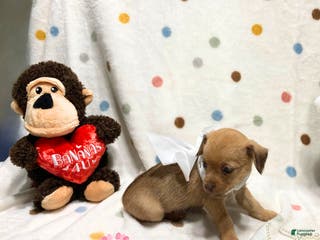 Chihuahua dogs Gigi - Ad 18