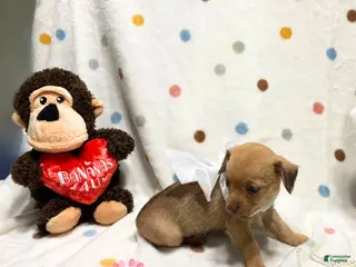 Chihuahua dogs Gigi - Ad 14