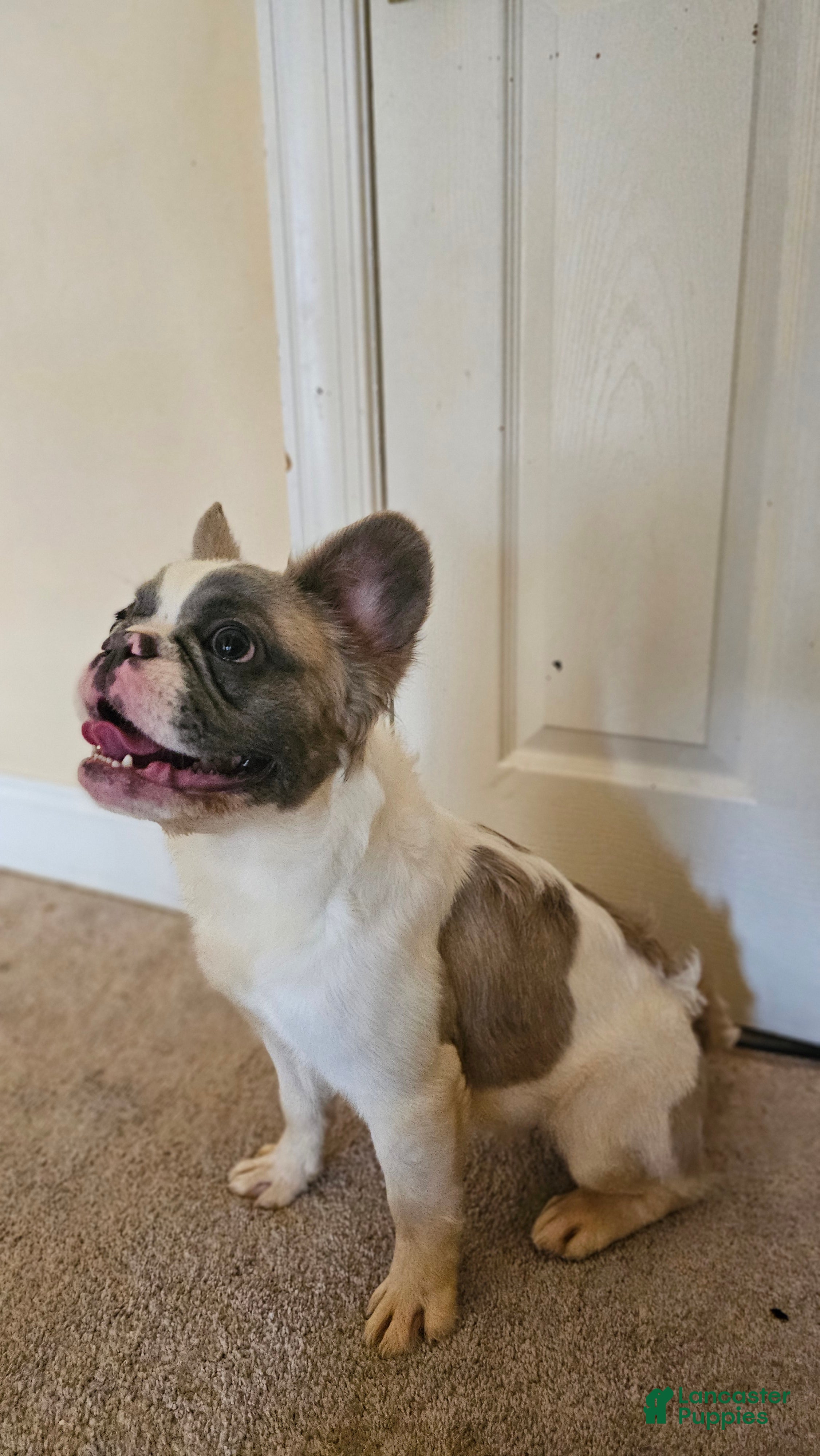 French Bulldog dogs Justice, the girl boss 🐾 - Ad 9