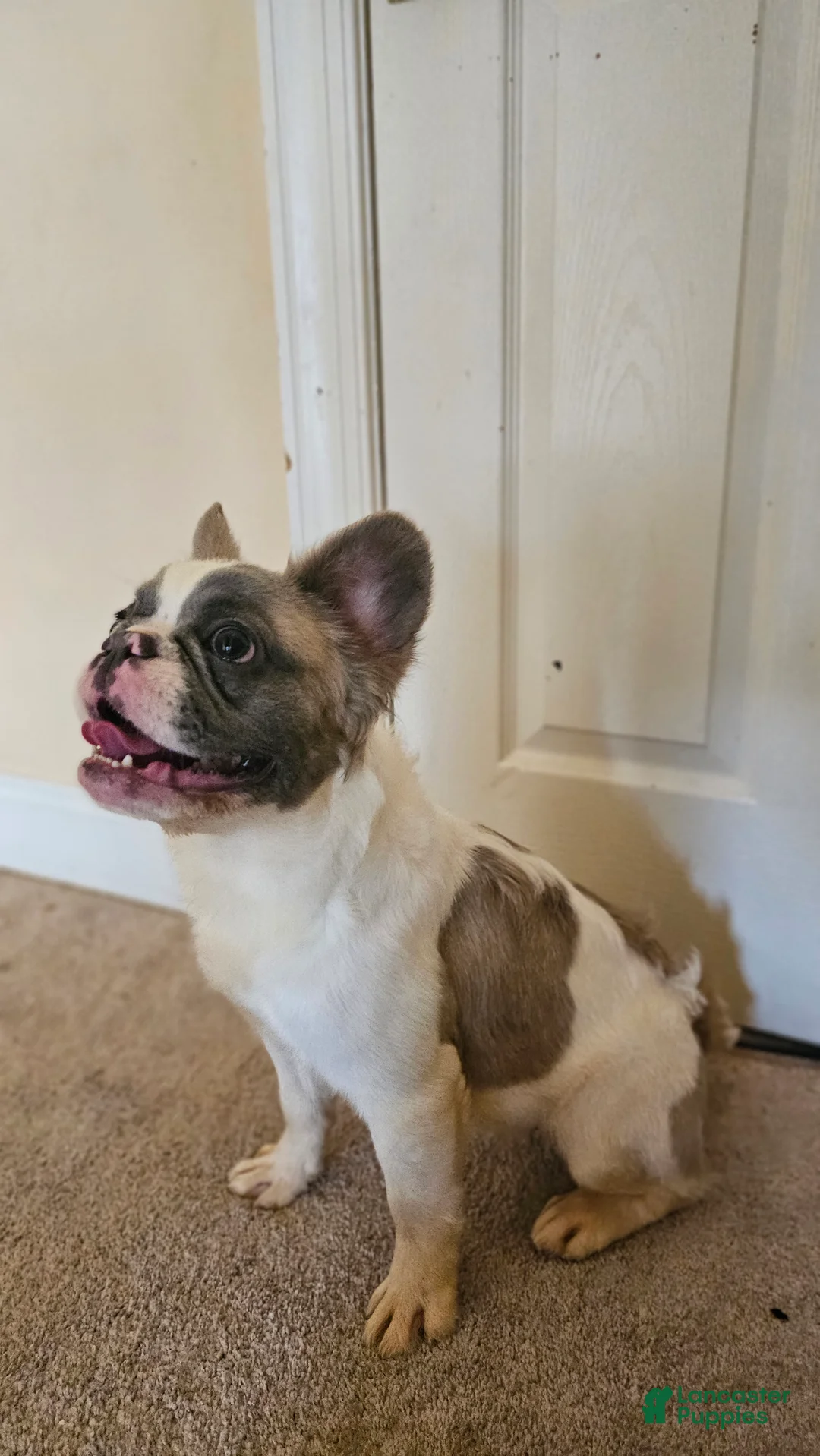 French Bulldog dogs for sale: Justice, the girl boss 🐾 - Ad 1