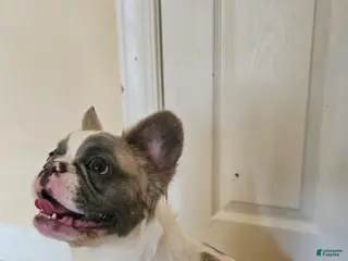 French Bulldog dogs Justice, the girl boss 🐾 - Ad 9