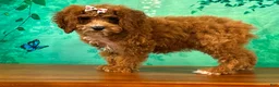 Cockapoo dogs for sale: Toffee - Ad 3