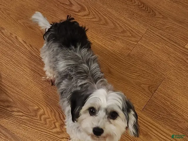 Coton De Tulear dogs for sale: Coton De Tulear 1 - Ad 2