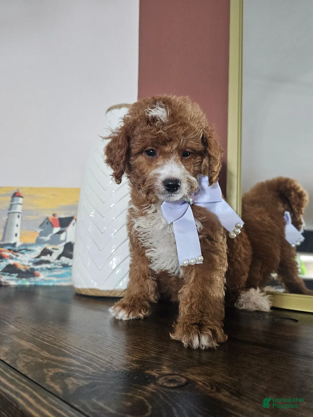 Mini Goldendoodle dogs for sale: Ember – Petite Mini F1BB Goldendoodle – 16–20 lbsGoldendoodle • Trained & Ready - Ad 6