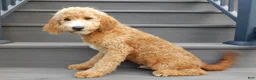 Mini Goldendoodle dogs for sale: Douglas - Ad 6