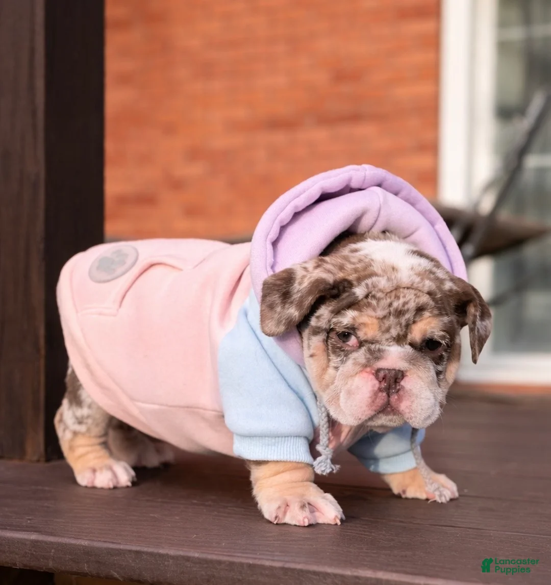 English Bulldog dogs for sale: Bonnie - Ad 13