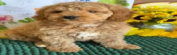 Mini Goldendoodle dogs for sale: Thompson - Ad 4