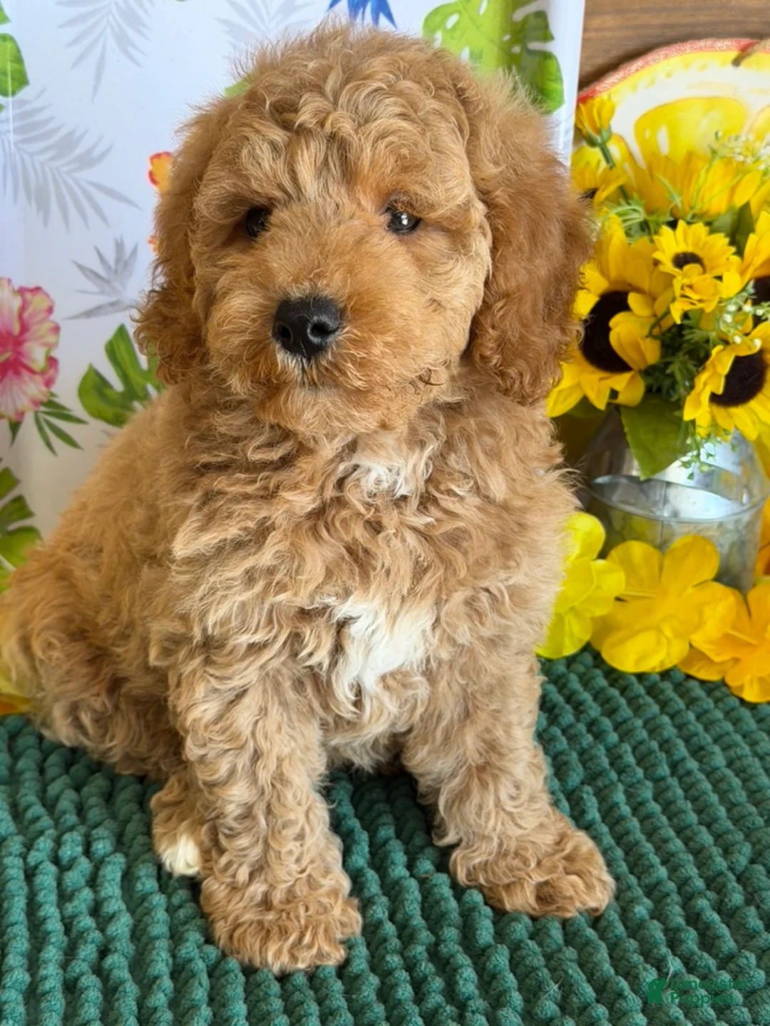 Mini Goldendoodle dogs for sale: Thompson - Ad 4