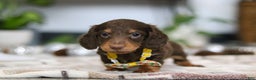 Miniature Dachshund dogs for sale: Alex - Ad 5