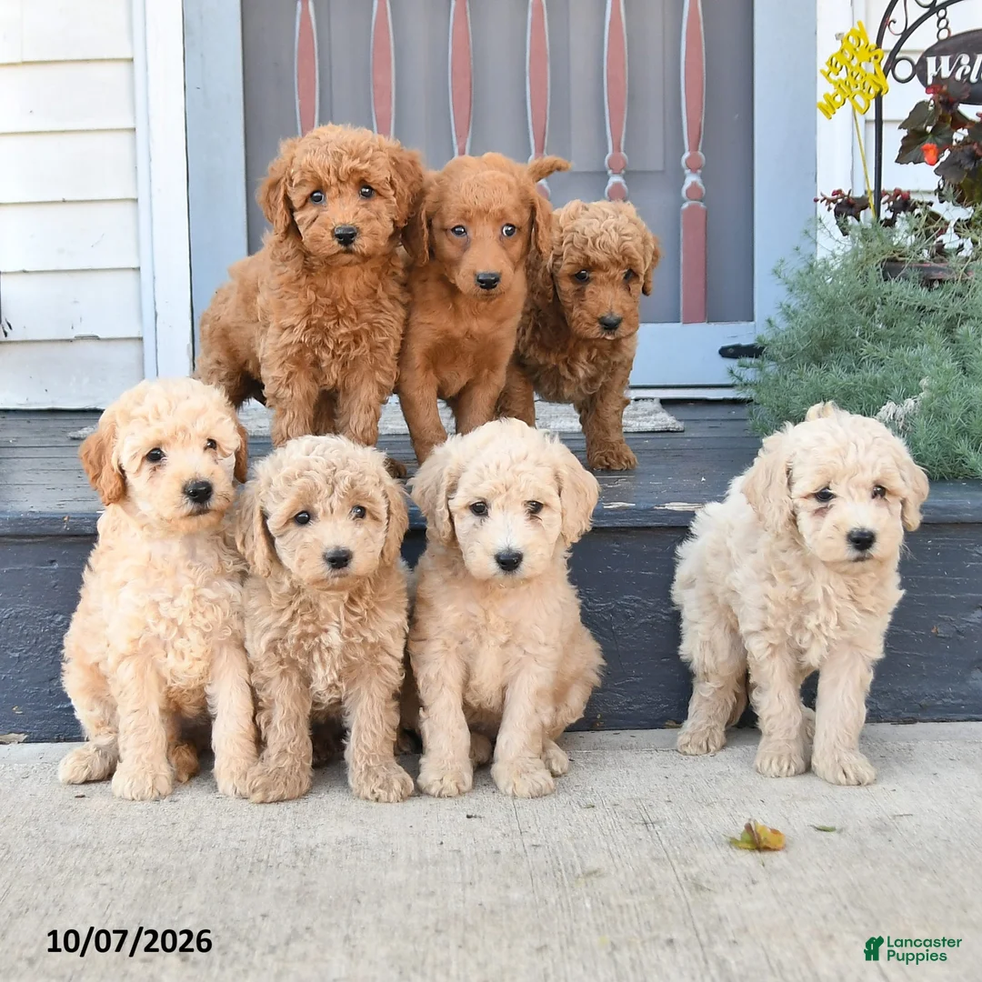 Mini Goldendoodle dogs for sale: Porter - Ad 5