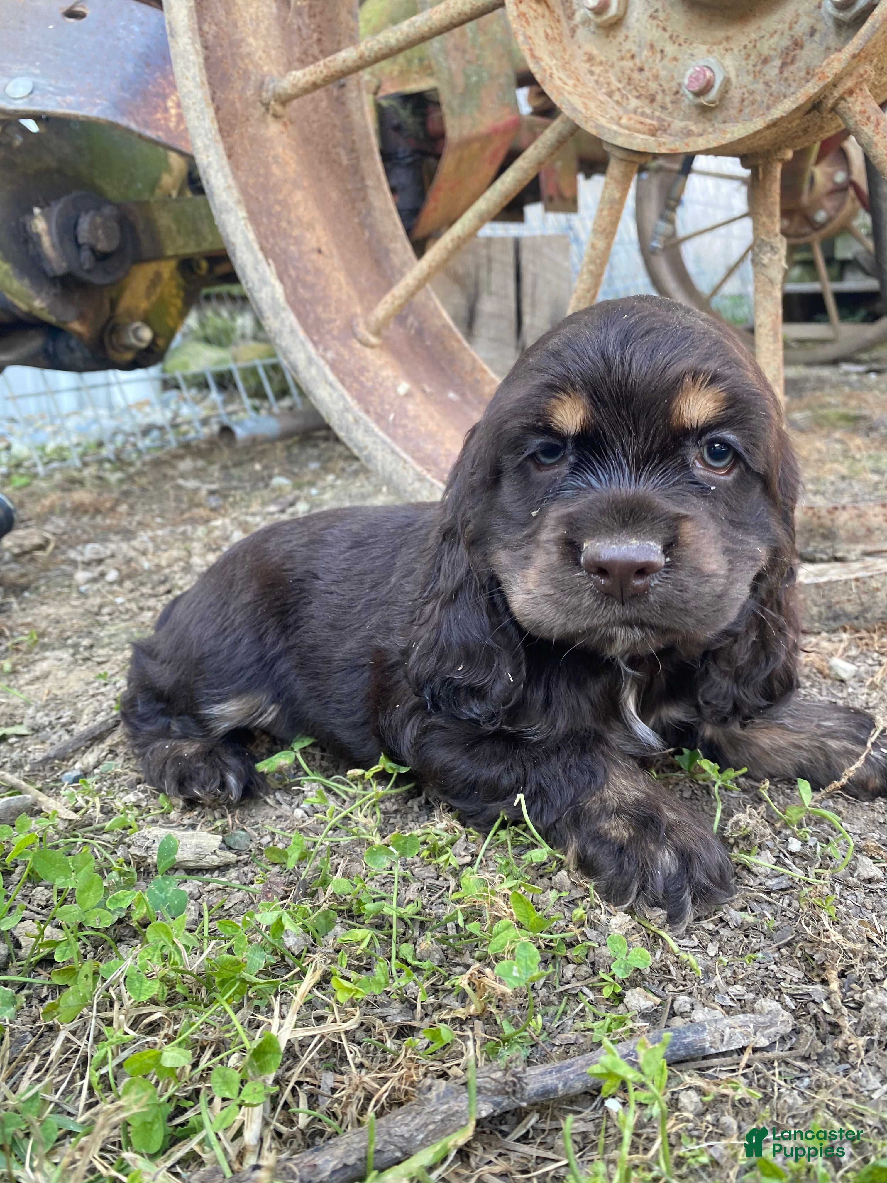 Cocker Spaniel dogs Merika - Ad 1