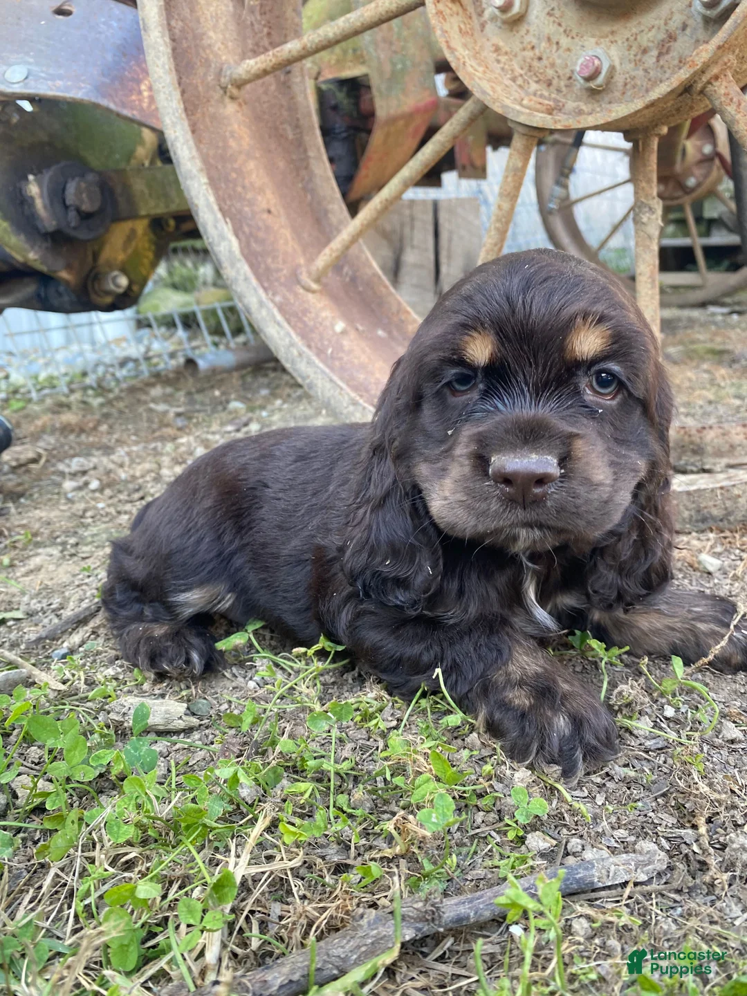 Cocker Spaniel dogs for sale: Merika - Ad 1