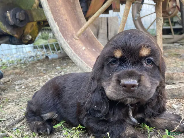 Cocker Spaniel dogs Merika - Ad 1