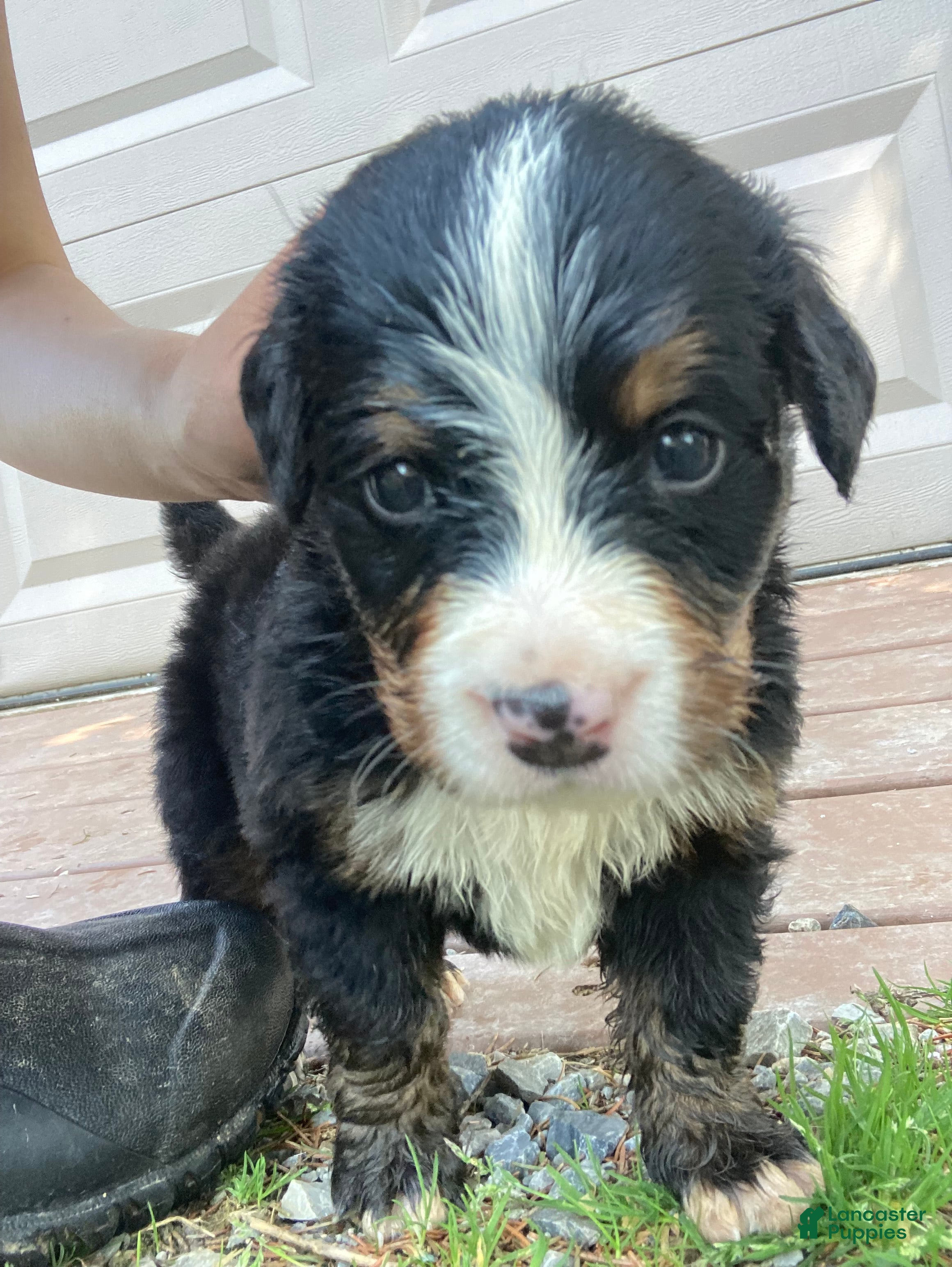 Bernese Mountain Dog dogs Jerry - Ad 1