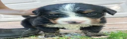 Bernese Mountain Dog dogs for sale: Jerry - Ad 8