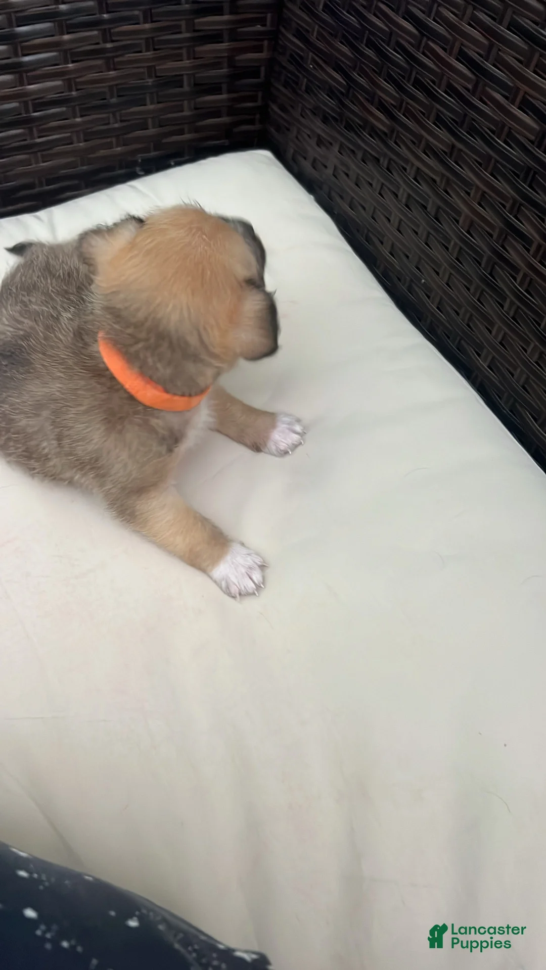 Mixed Breed dogs for sale: Orange  - Ad 2