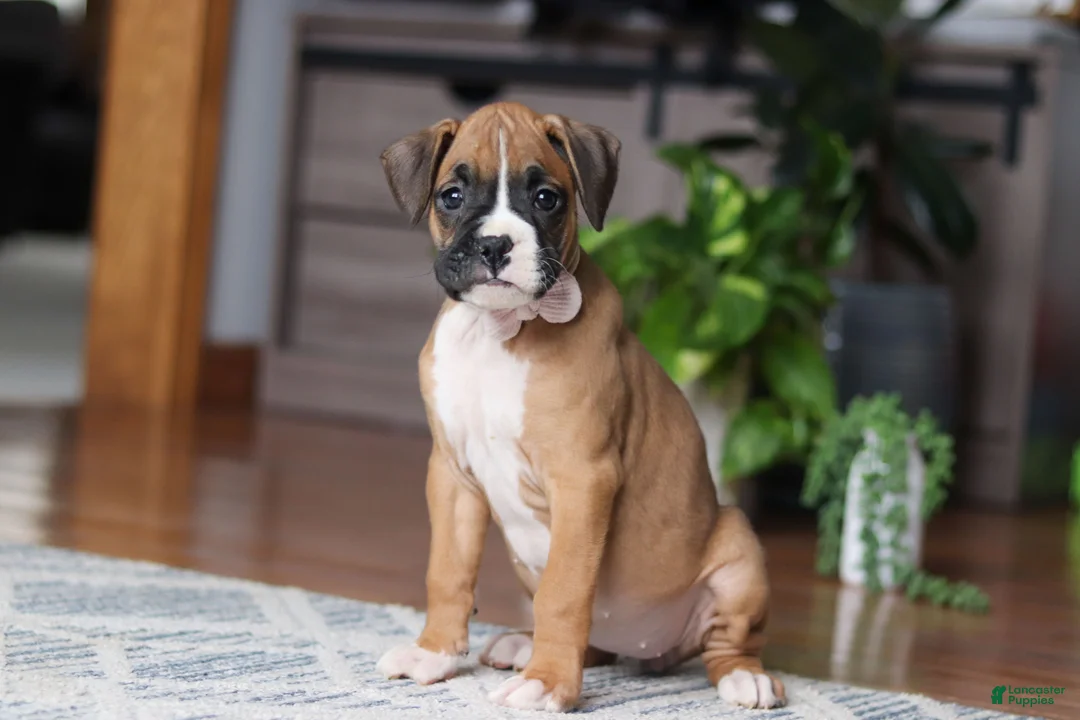 Boxer dogs for sale: Kona - Ad 2
