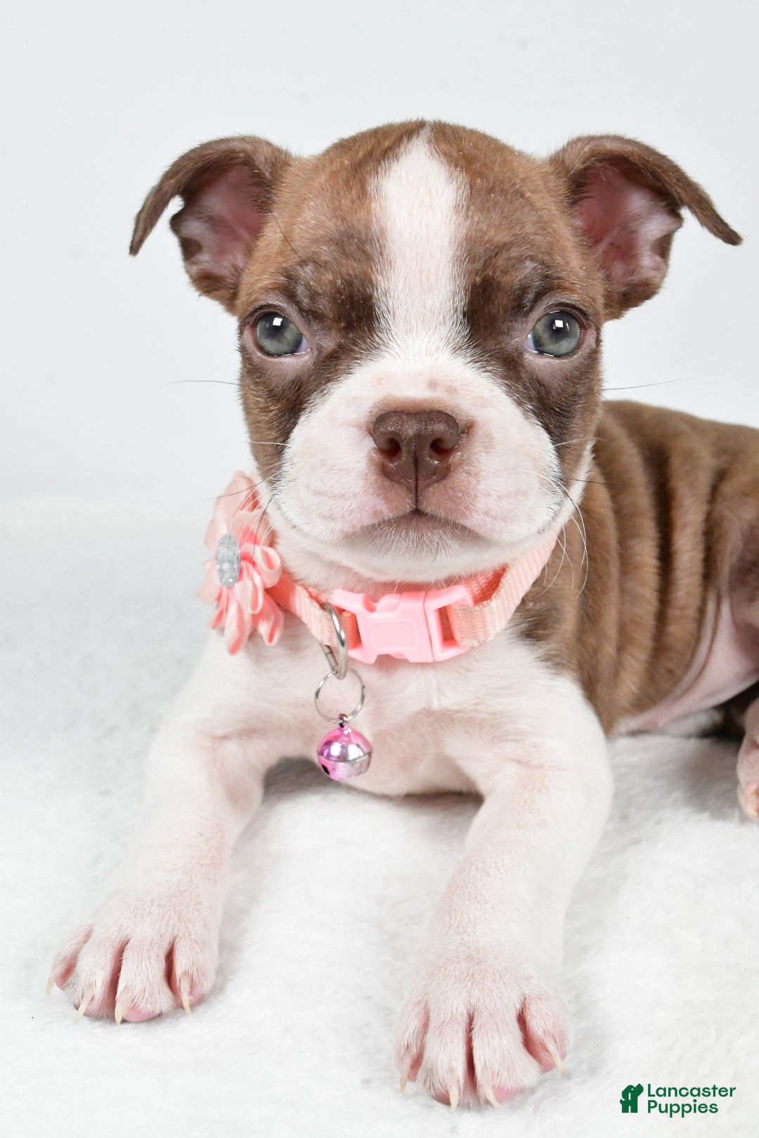 Boston Terrier dogs for sale: Yolanda - Ad 7