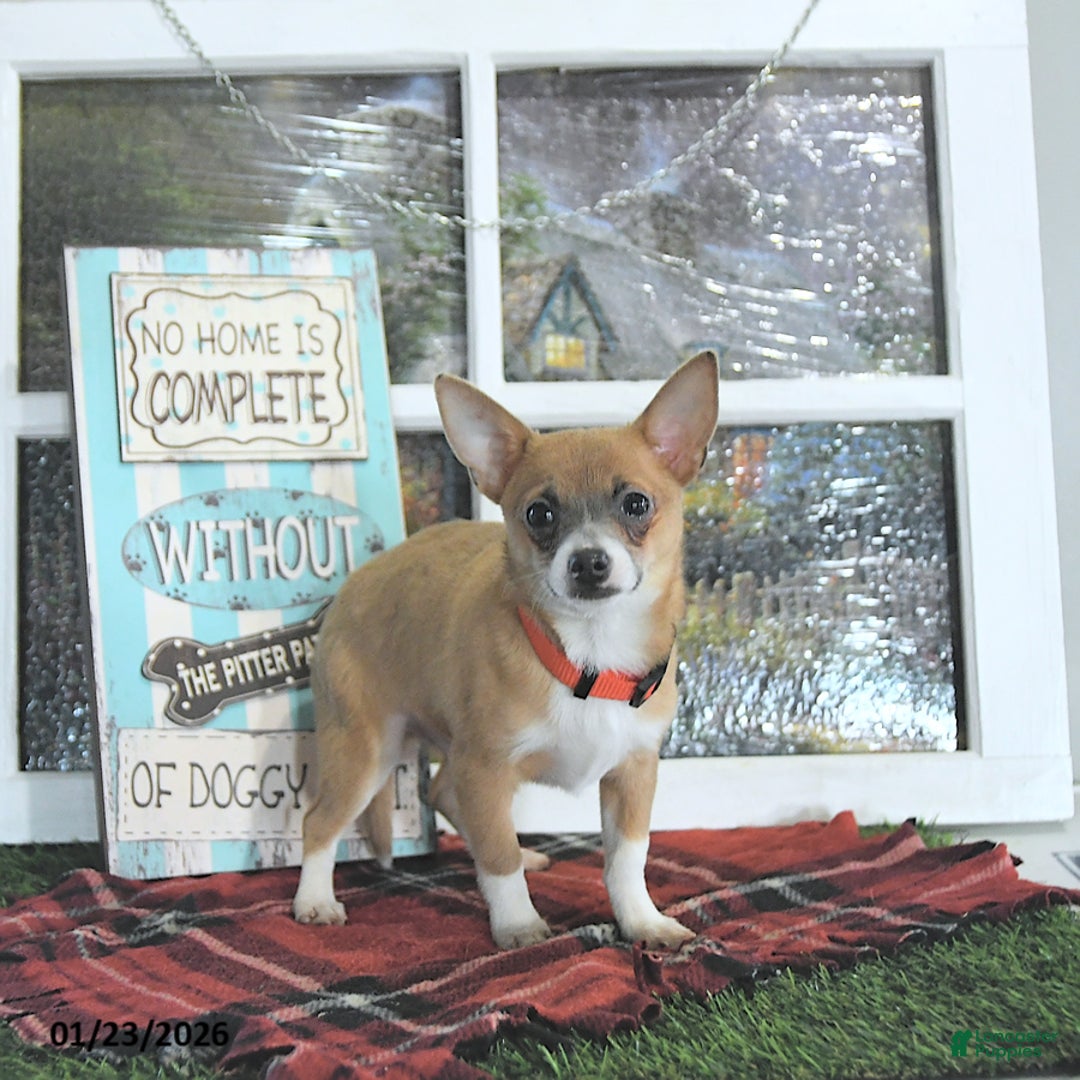 Chihuahua dogs for sale: Fritz - Ad 4