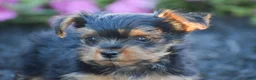 Yorkshire Terrier dogs for sale: Conway - Ad 4