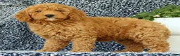 Mini Goldendoodle dogs for sale: Vanessa - Ad 2