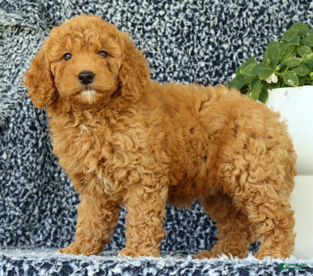 Mini Goldendoodle dogs for sale: Vanessa - Ad 2