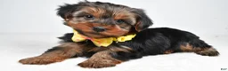 Yorkshire Terrier dogs for sale: Brent - Ad 2