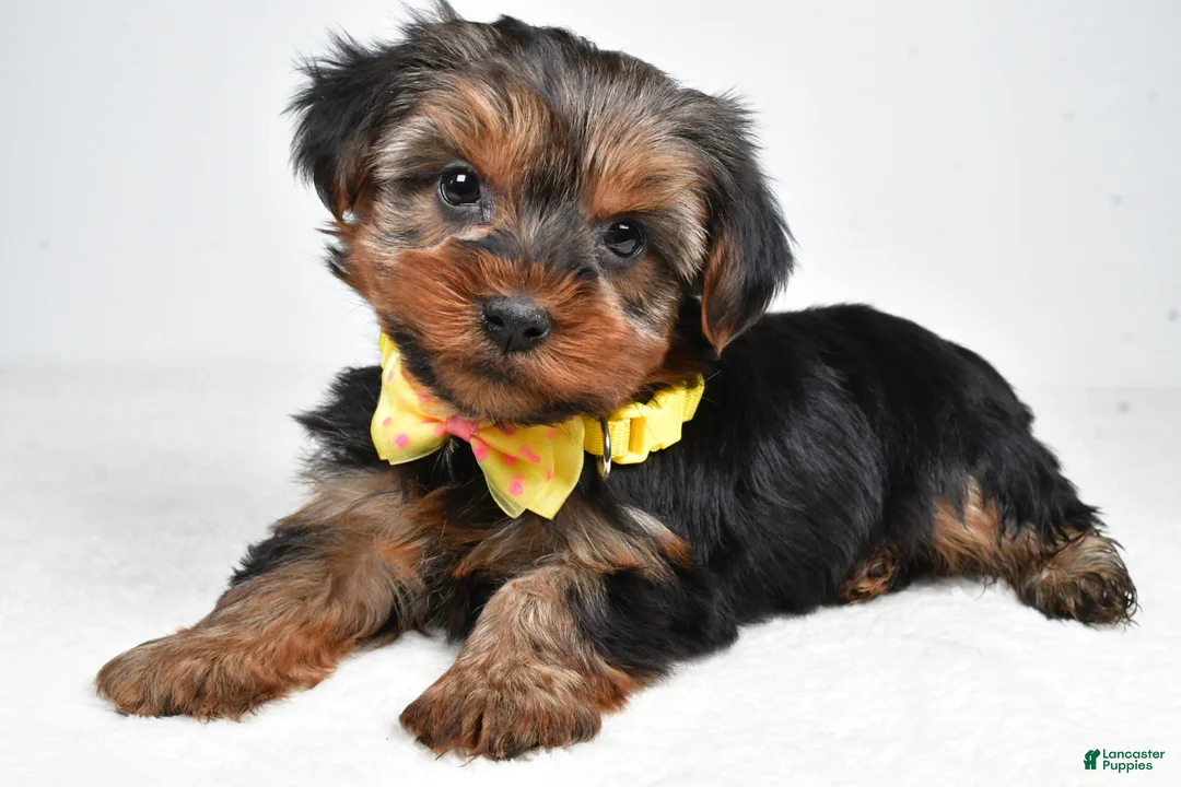 Yorkshire Terrier dogs for sale: Brent - Ad 2