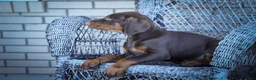 Doberman Pinscher dogs for sale: MASTER - Ad 6
