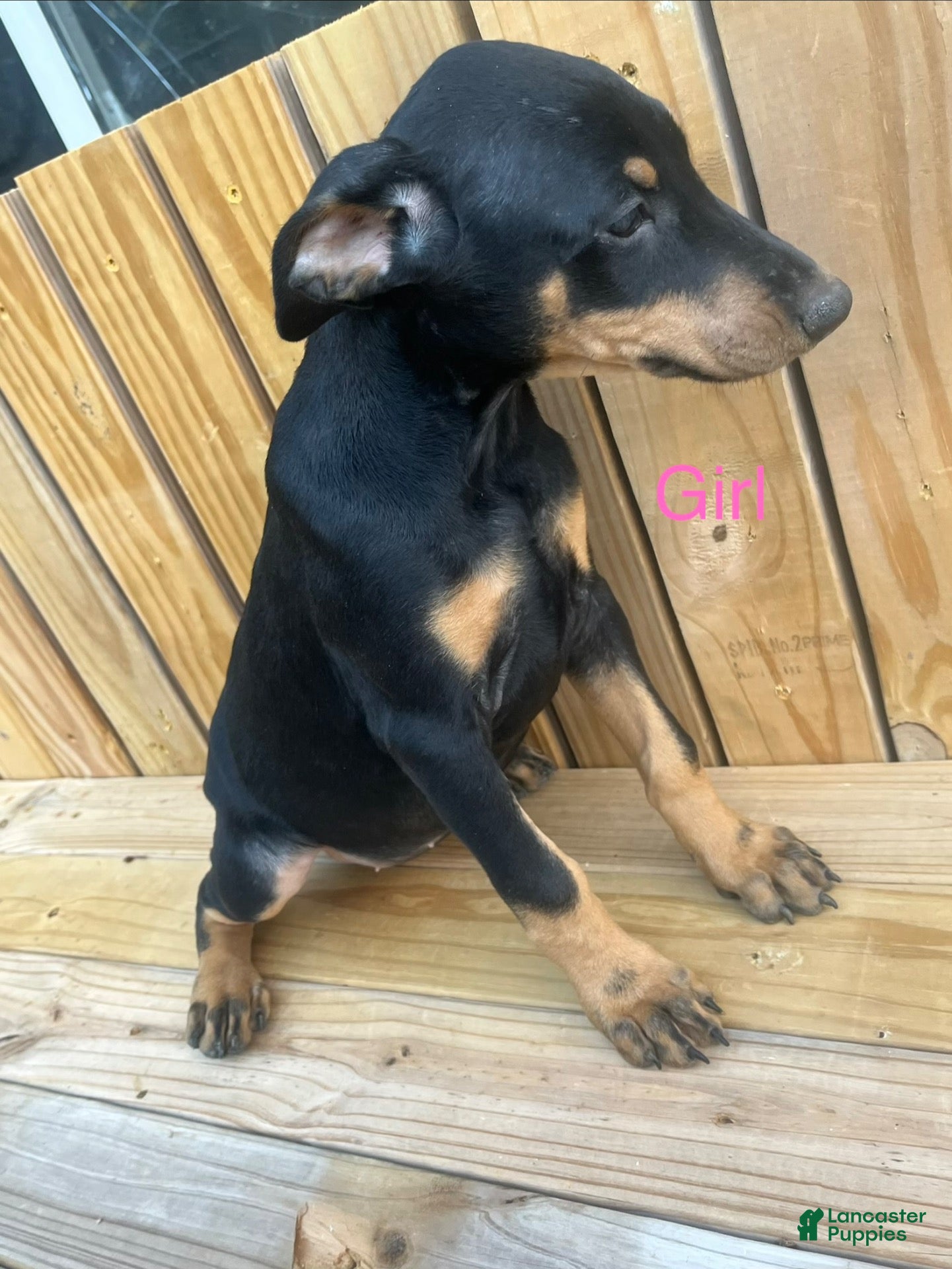 Doberman Pinscher