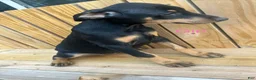 Doberman Pinscher dogs for sale: Doberman Pinscher 2 - Ad 1