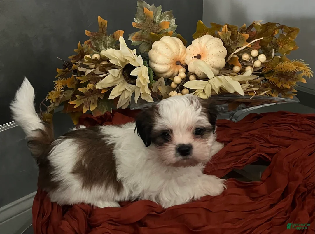 Gallery Image {{count}}