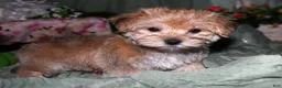Morkie dogs for sale: Moses - Ad 8