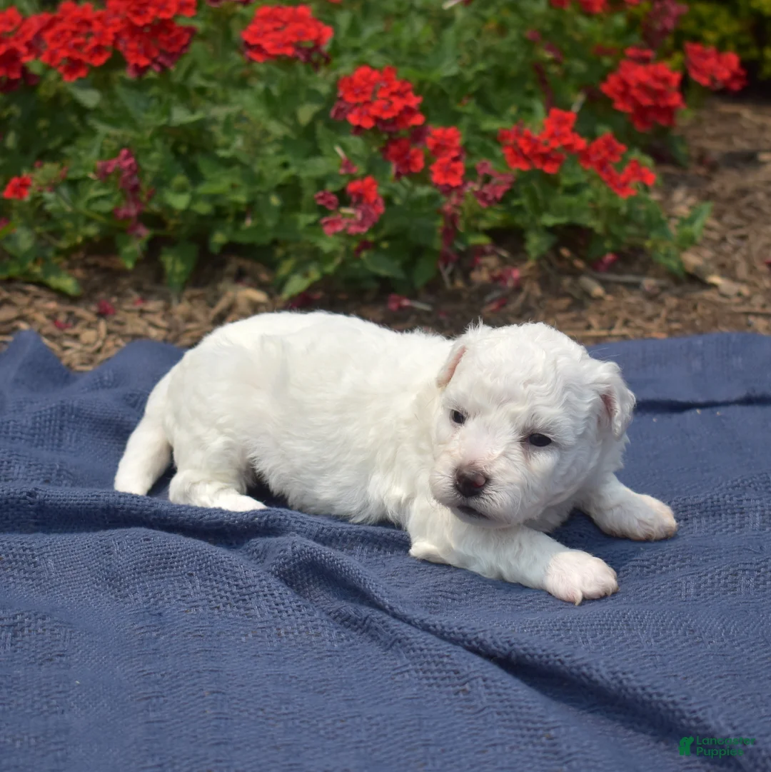 Bichon Frise dogs for sale: North - Ad 6